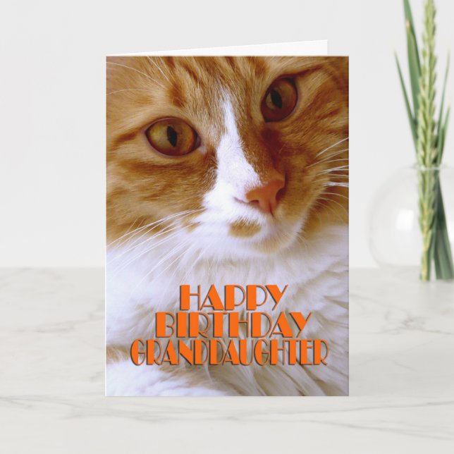 Cartão Feliz Aniversário Netinha - Gatinho Fofo (Frente)