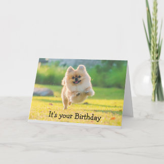 Cartão Feliz aniversário, Pomerânia