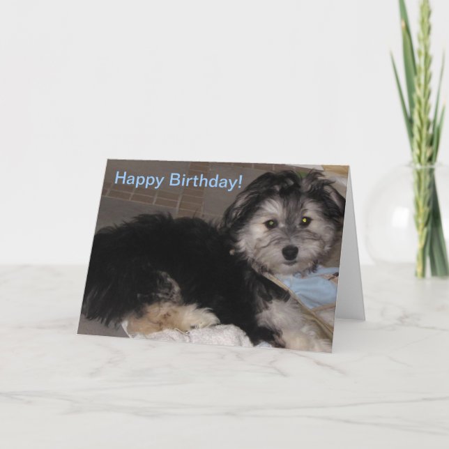 Cartão Feliz Aniversário Puppy Havanese Resgate (Frente)