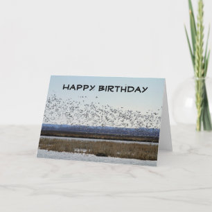 Cartão Feliz aniversário, Snow Geese, no refúgio Squaw
