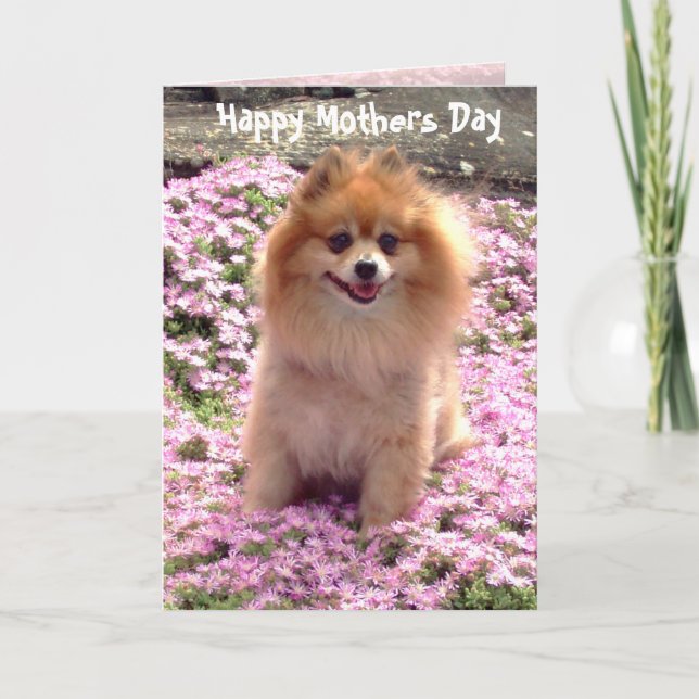 Cartão Feliz dia das mães cor-de-rosa de Pomeranian da (Frente)
