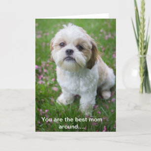 Cartão Feliz Dia de as mães de Edie the Shih tzu