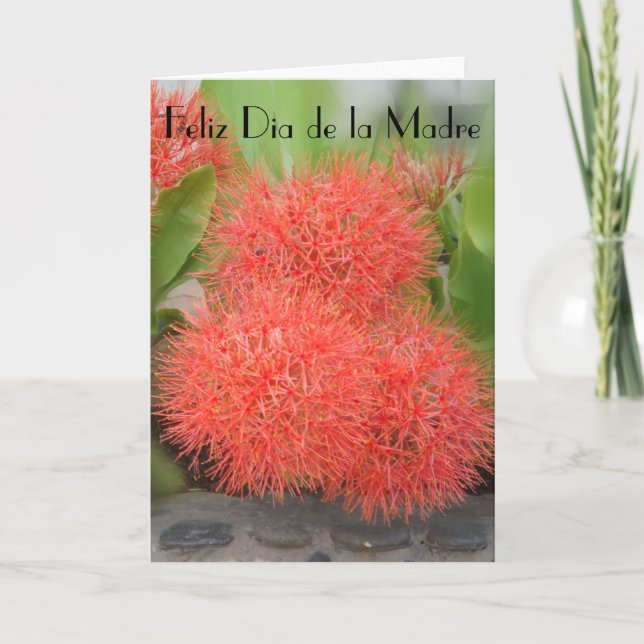 Cartão Feliz Dia de la Madre 18 (Frente)