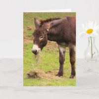 Feliz Donkey Birthday