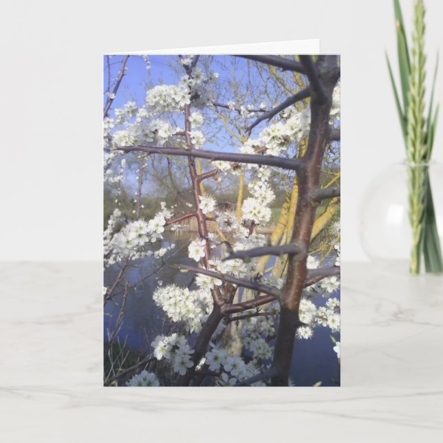 Cartão Feliz Imbolc (flor de espinho negro) (Frente)