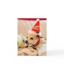 Feliz Natal Chihuahua Cutie 4Sadie