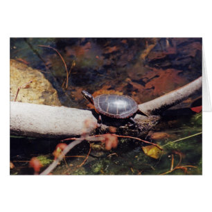 Cartão Feliz Tartaruga