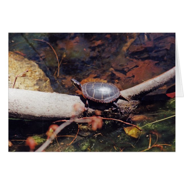 Cartão Feliz Tartaruga (Frente Horizontal)