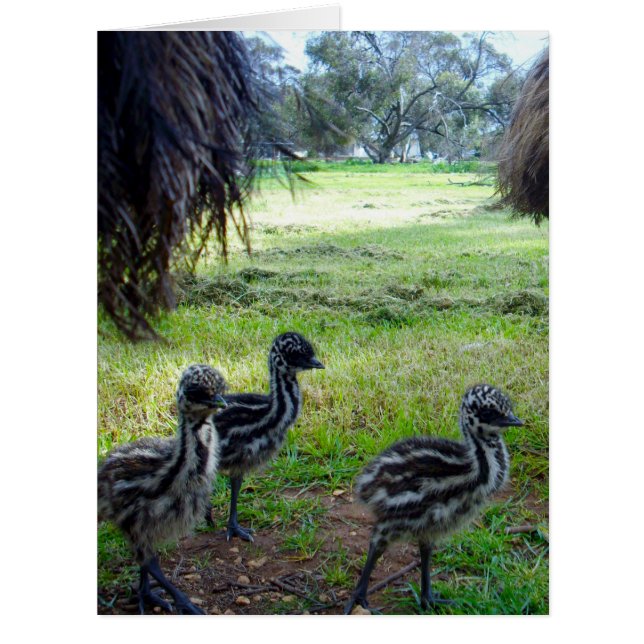 Cartão Felpudo Baby Emu Pintinhos, (Frente)