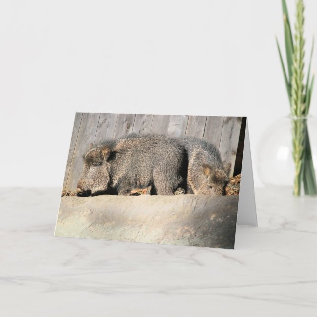 Cartão Felpudos (Frente)