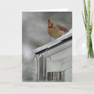 Cartão Female Cardinal