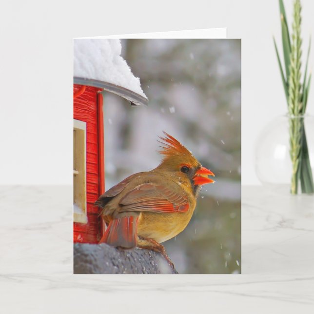 Cartão Female Cardinal at feeder (Frente)