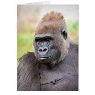 Cartão Female Gorilla