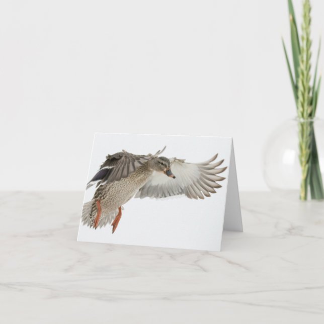 Cartão Female Mallard in Flight Blank Note Card (Frente)