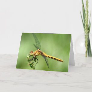 Cartão Female Meadow Hawk Notecard