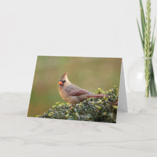 Cartão Female Northern Cardinal Blank Note Card