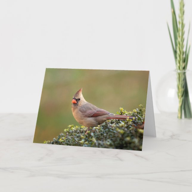 Cartão Female Northern Cardinal Blank Note Card (Frente)