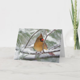 Cartão Female Northern Cardinal in snowy pine tree,