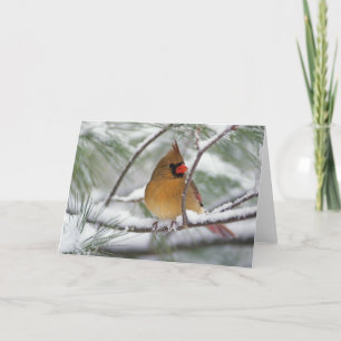 Cartão Female Northern Cardinal in snowy pine tree,