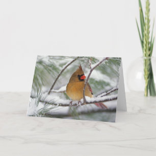 Cartão Female Northern Cardinal in snowy pine tree,