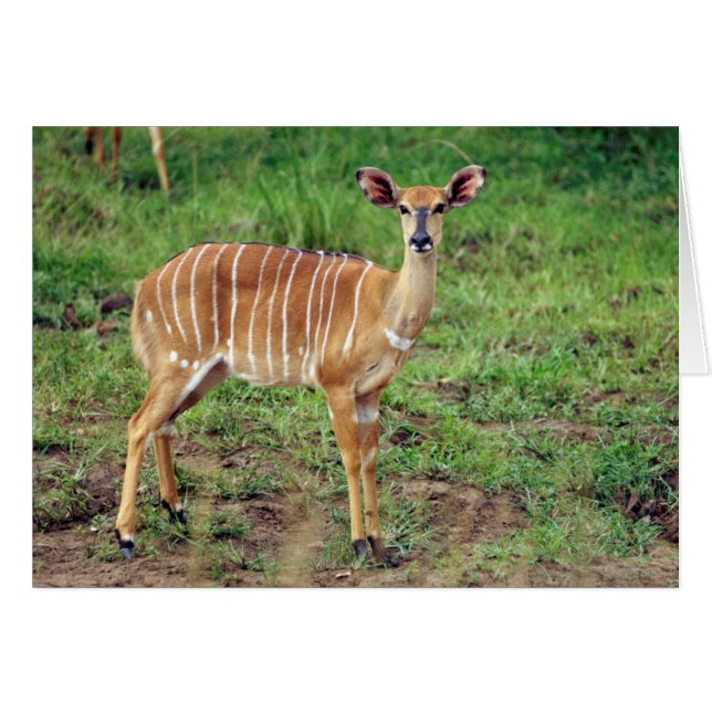 Cartão Female Nyala, Reserva de Jogo Hluwe-Umfolozi (Frente Horizontal)