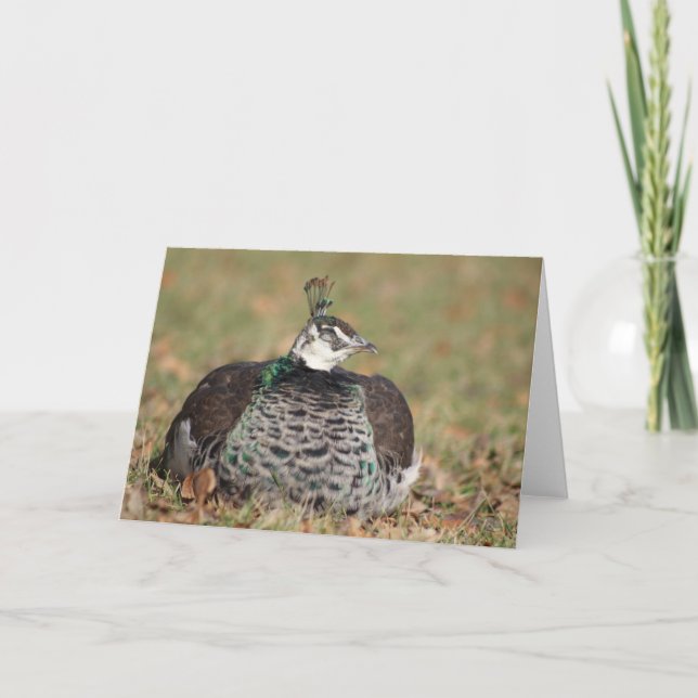 Cartão Female Peacock sleeping greeting card (Frente)