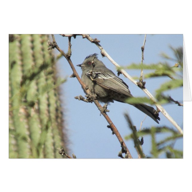 Cartão Female Phainopepla (Frente horizontal)