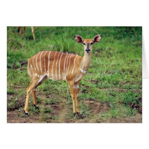 Cartão Fêmea de Nyala, Reserva de Caça Hluhluwe-Umfolozi
