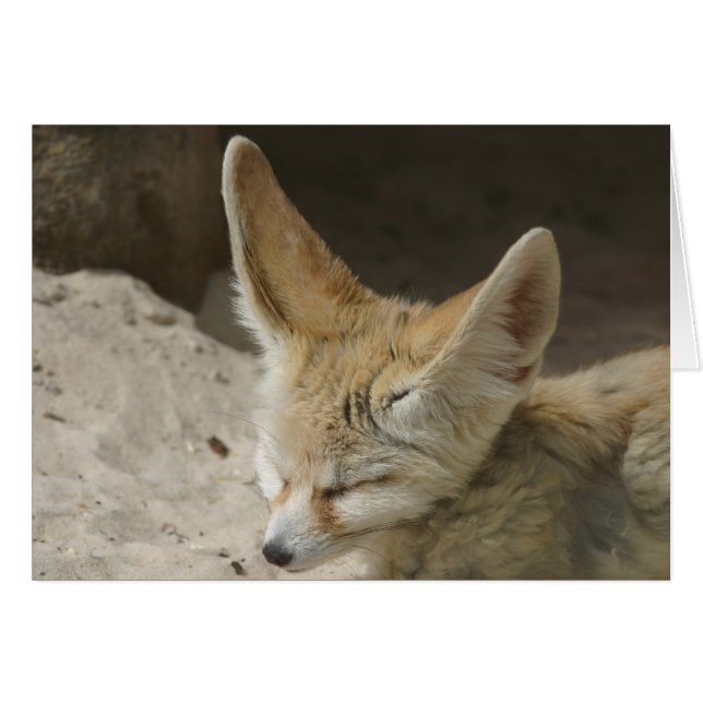 Cartão Fennec Fox (Frente Horizontal)