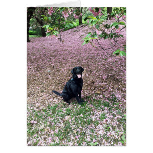 Cartão Férias da primavera