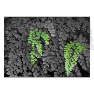 Cartão Fern