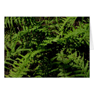 Cartão Ferns do chão da floresta verde botânica