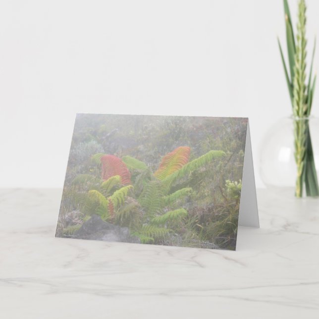 Cartão Ferns in the Mist - Haleakala, Maui (Frente)