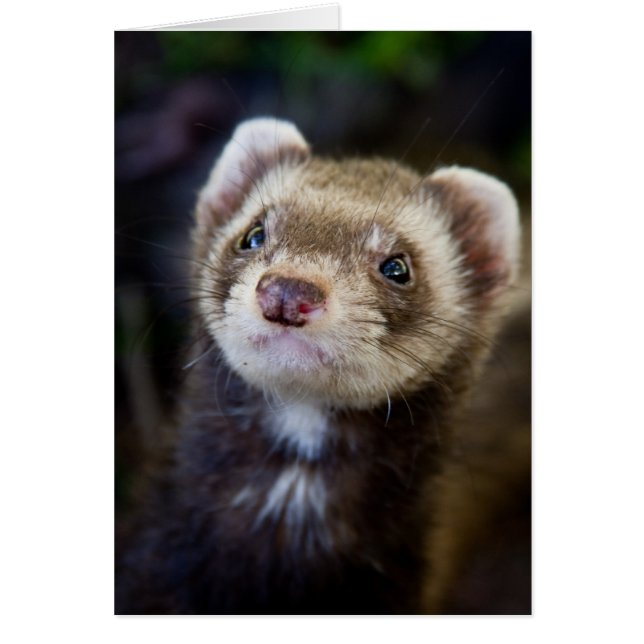 Cartão Ferret (Frente)
