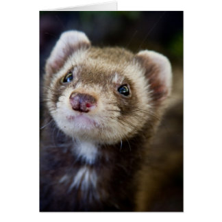 Cartão Ferret