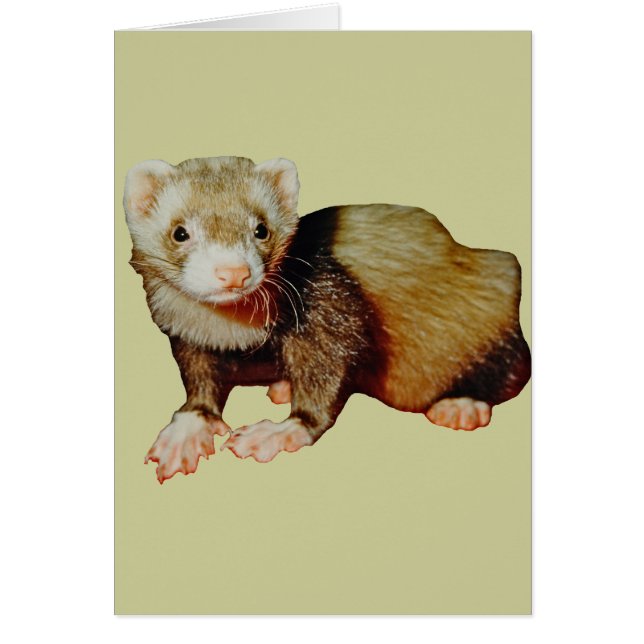 Cartão Ferret Drawing (Frente)