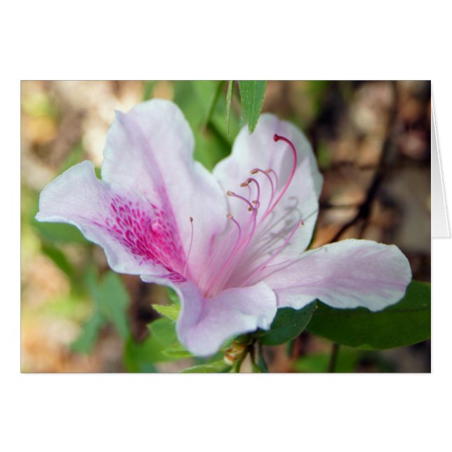 Cartão Festival Azalea (Frente horizontal)