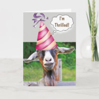 Festivo Goat Birthday