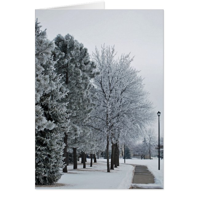 Cartão Fevereiro de 2012 Hoar Frost Grand Forks, Dakota d (Frente)