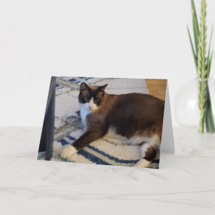 Cartão Ficheiro felino