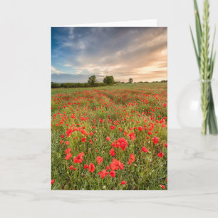 Cartão Field of Poppies