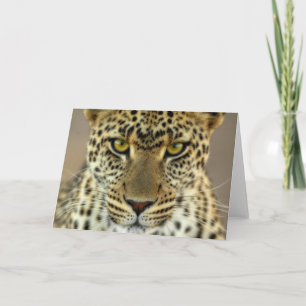 Cartão Fierce Leopard
