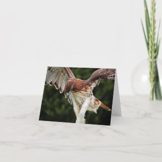 Cartão Fierce Red Tailed Hawk note card