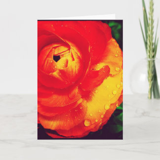 Cartão Fiery Orange Ranunculus Blank Greeting Card
