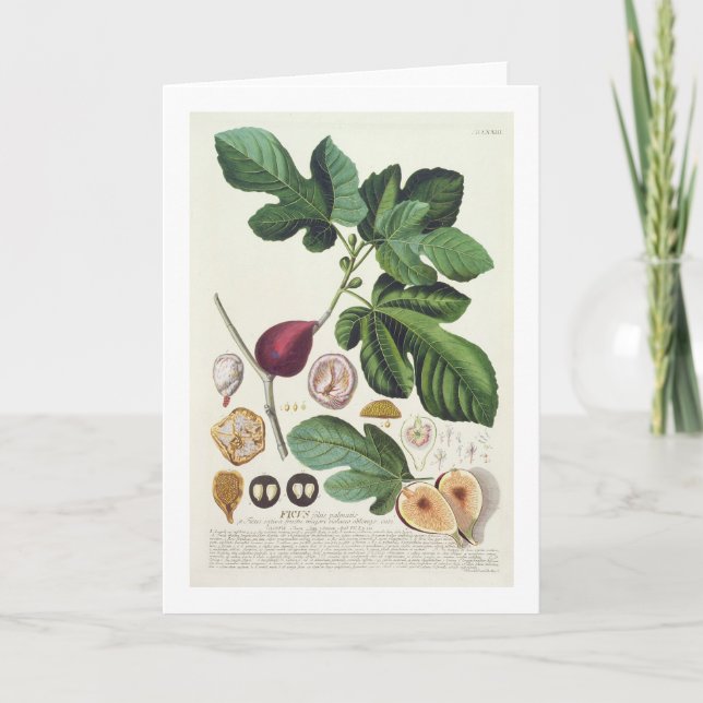 Cartão Fig, engraved by Johann Jakob Haid (1704-67) plate (Frente)