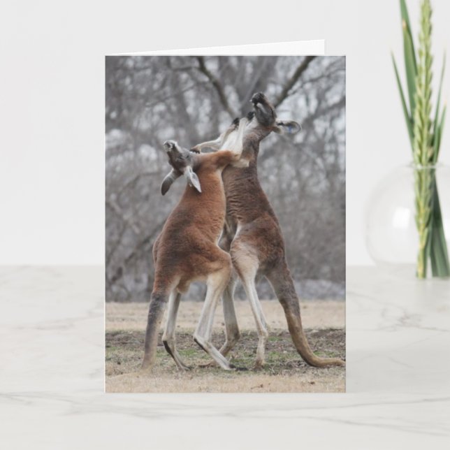 Cartão Fighting Kangaroos Greeting Card (Frente)
