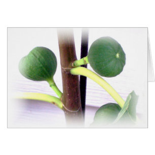 Cartão figos verdes