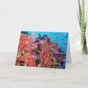 Cartão Fiji Color Splash