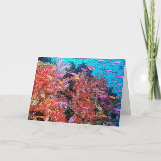 Cartão Fiji Color Splash (Frente)