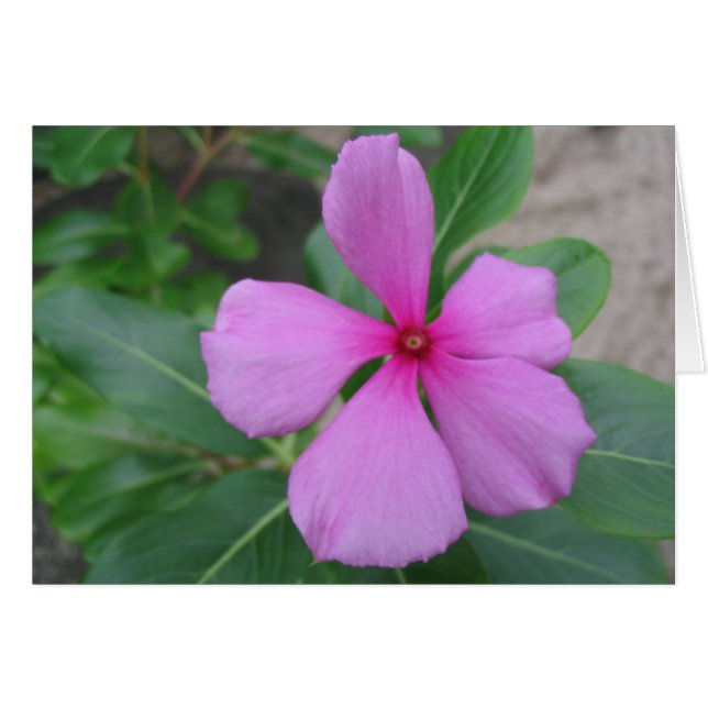 Cartão Fiji Floral (Frente Horizontal)